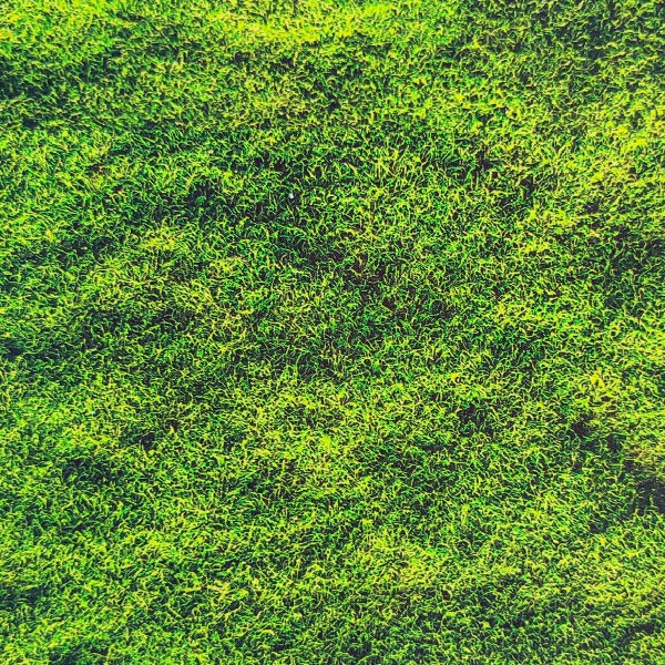 Form´it - Moss - 1 Rolle = 10 lfm = 12m²